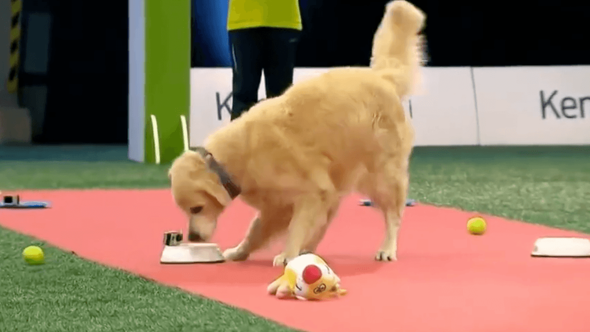 golden retriever fail golden retriever fails adorably in race in finland fm golden retriever fail golden retriever fails adorably in race in finland fm