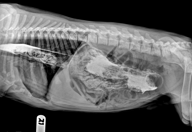 Pet X-rays Show Swallowed Items 