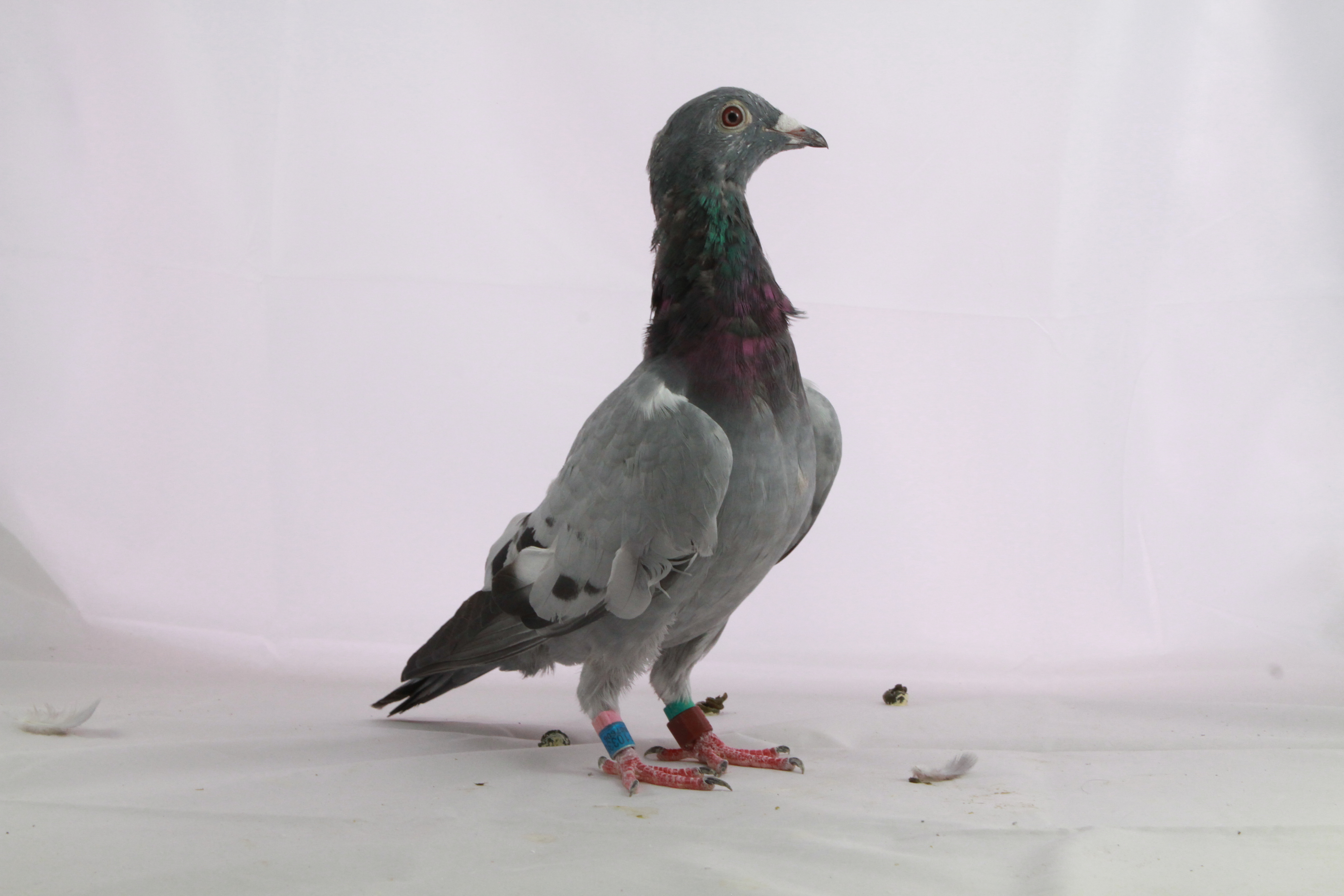 Grant Denyer and the Great Pigeon Migration Nova 969