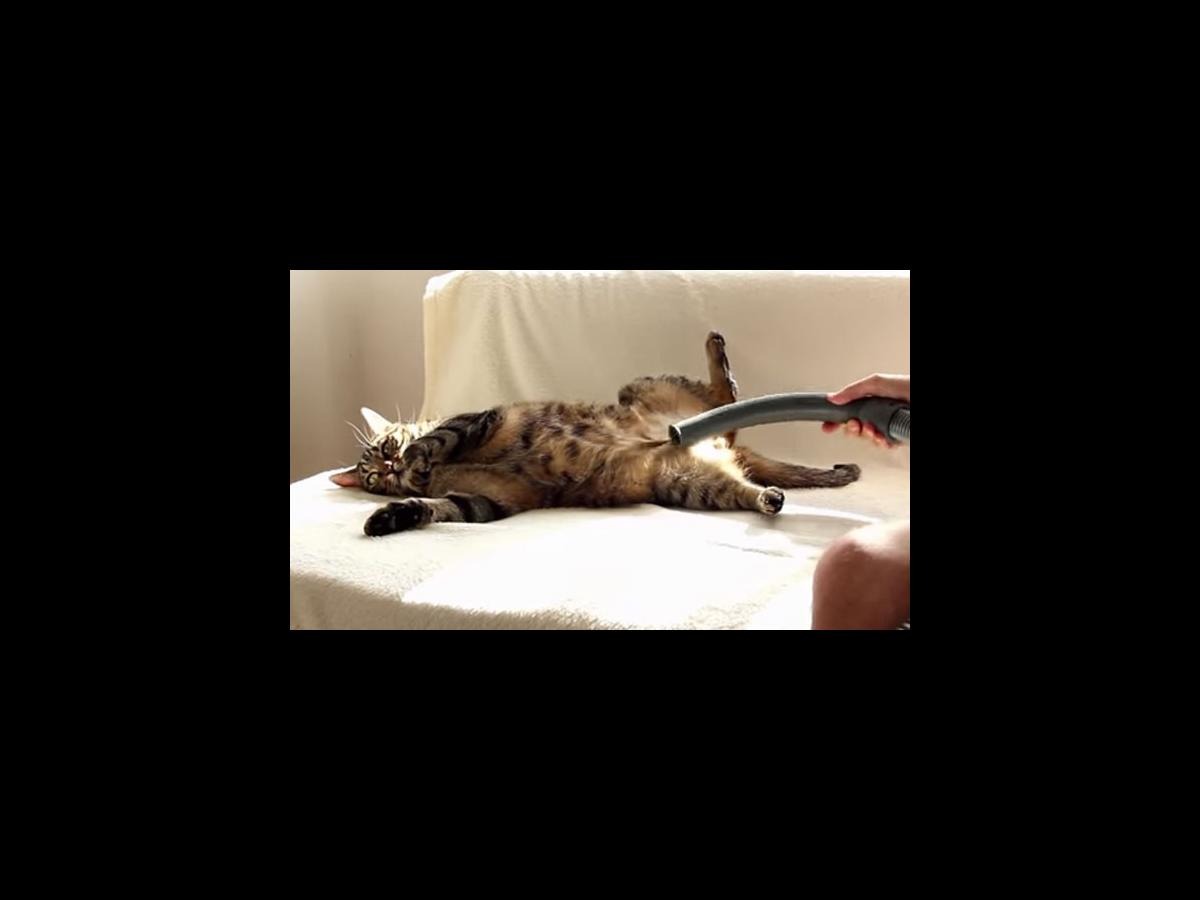 This cat being vacuumed will make your day! Nova FM