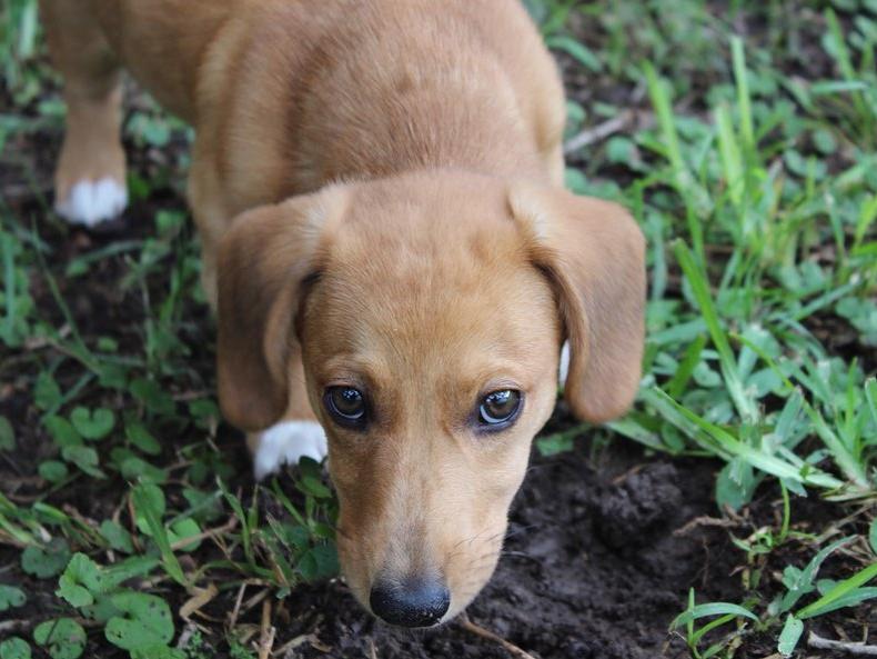 These 'Dorgis' Are All Over Social Media And We Are In Love | Nova 969