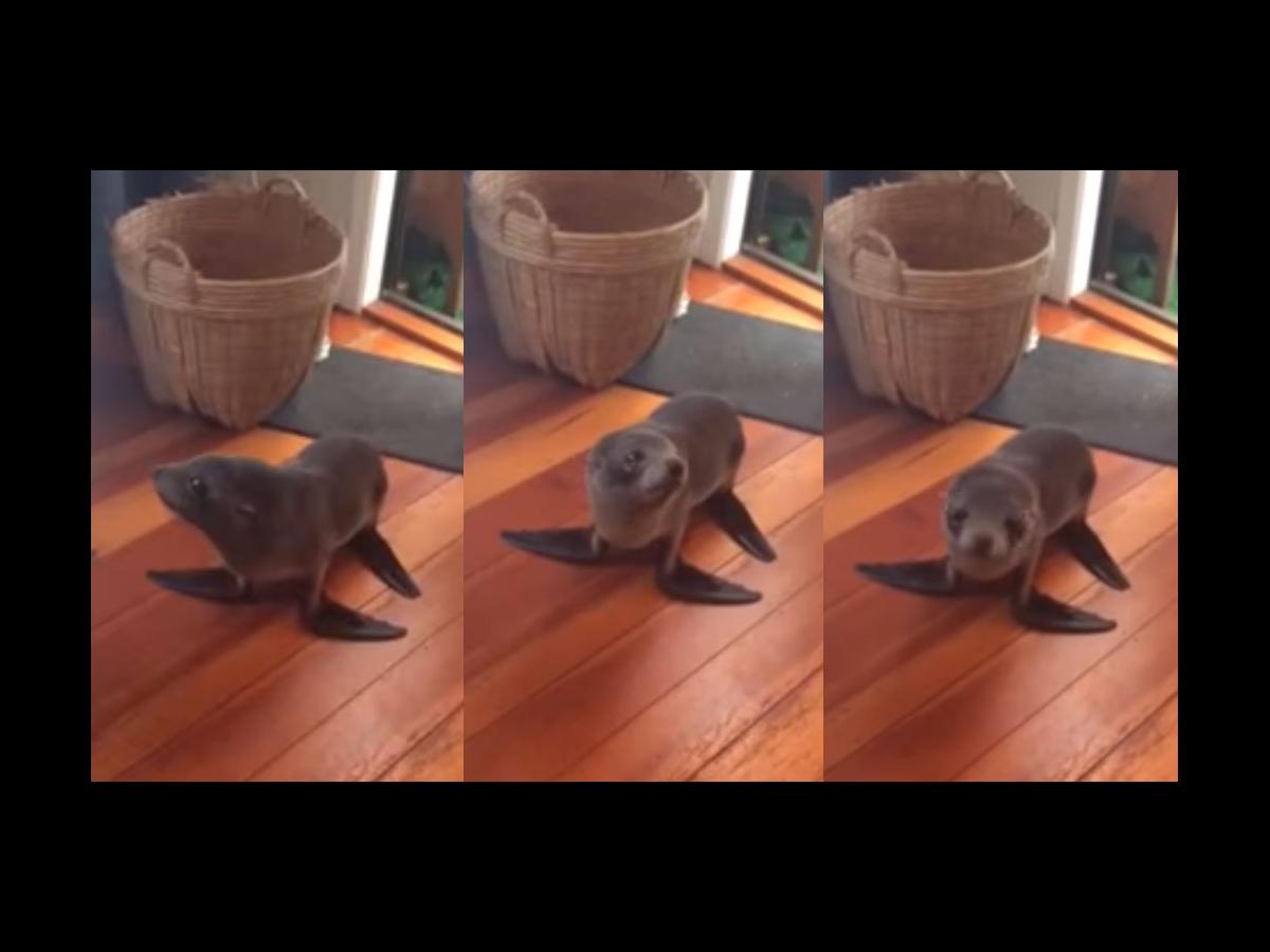 Baby seal breaks into house in New Zealand Nova 969