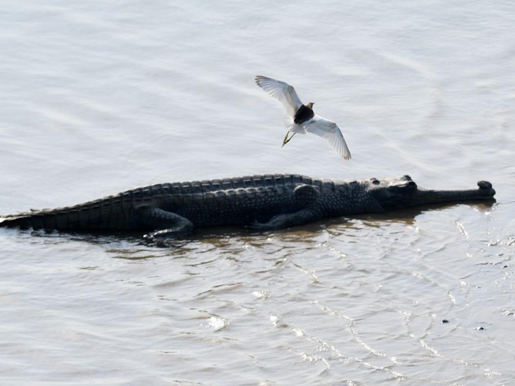 Crocodiles spotted swimming in Townsville streets as onceinacentury