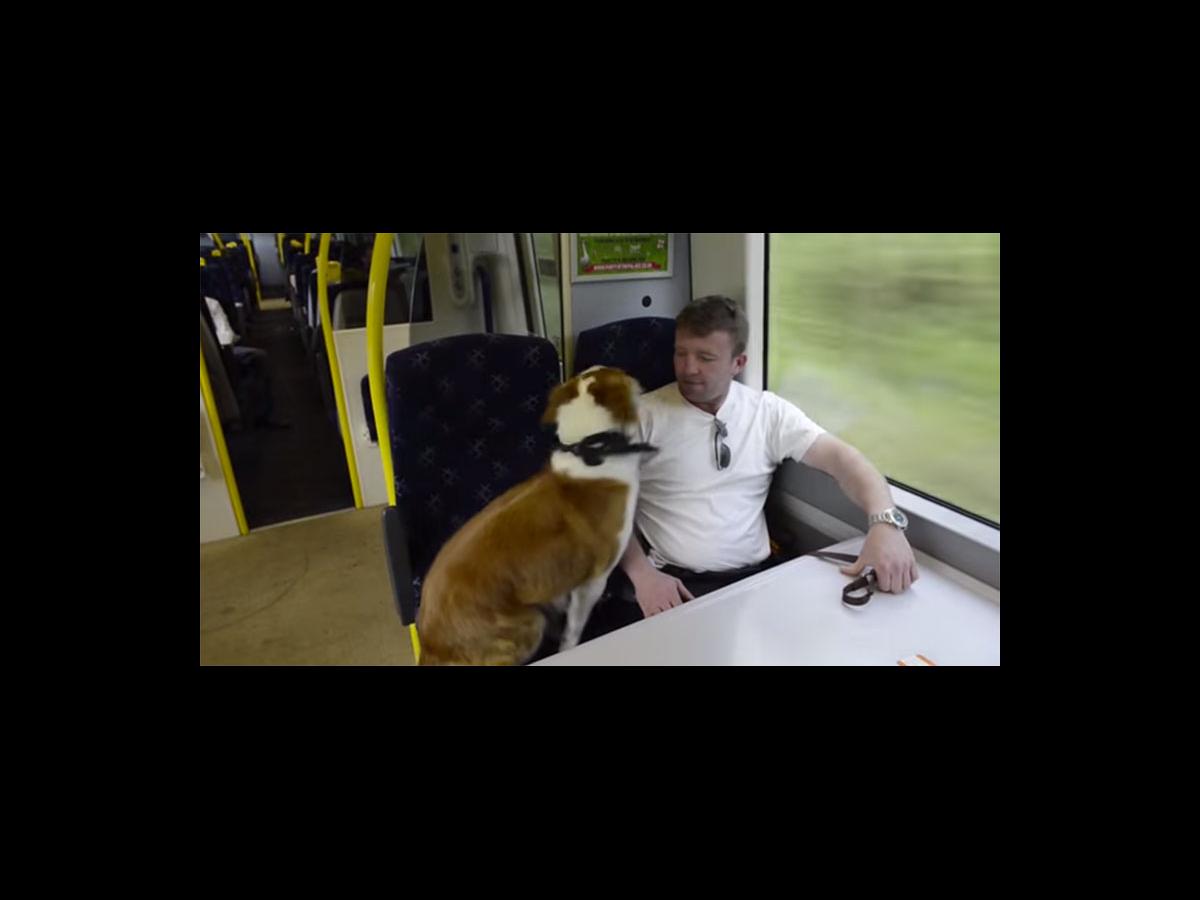 Escapeartist dog uses trampoline to break out and follow owner to work