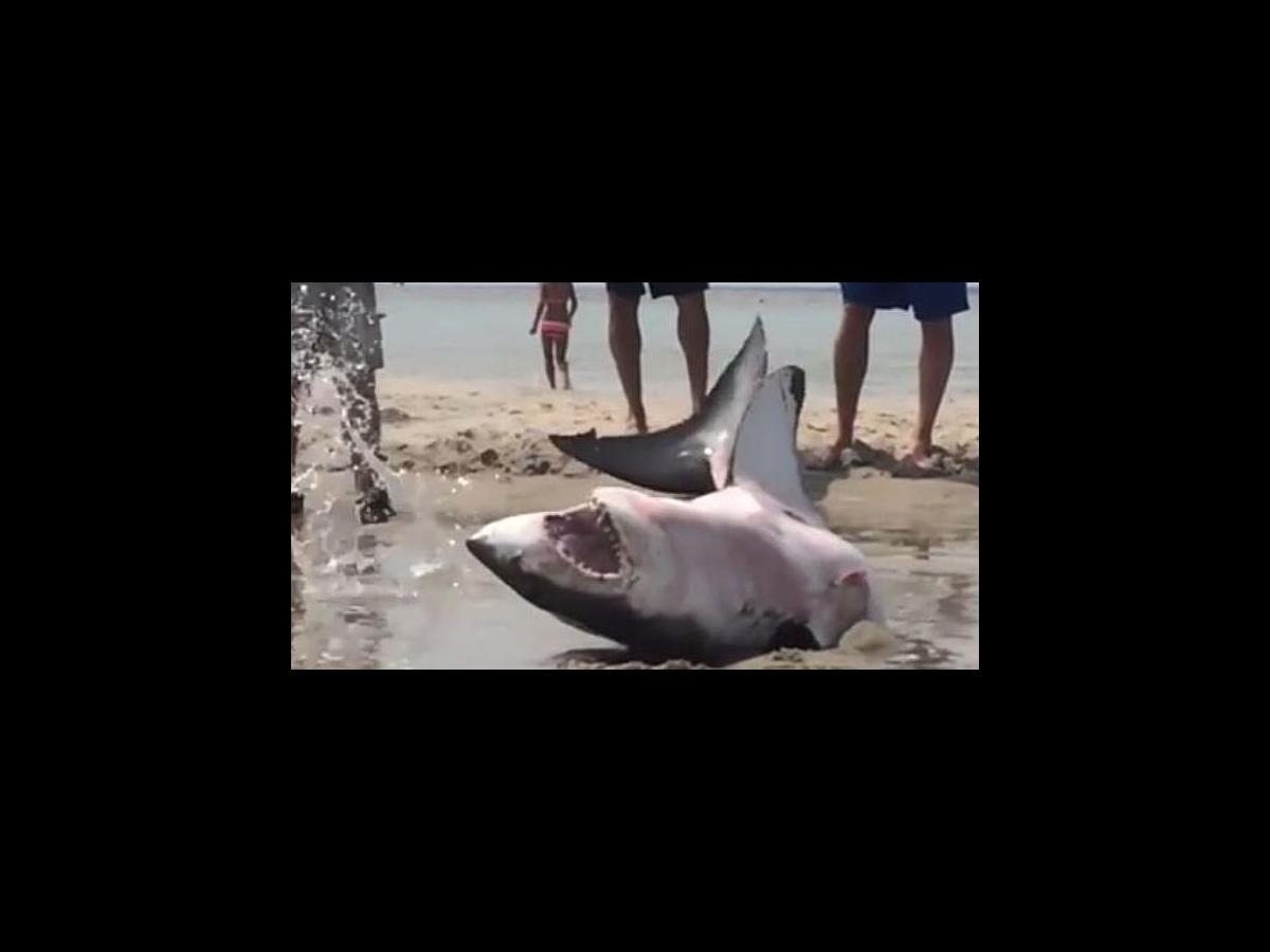Most people run AWAY from Great White Sharks but what these beachgoers ...