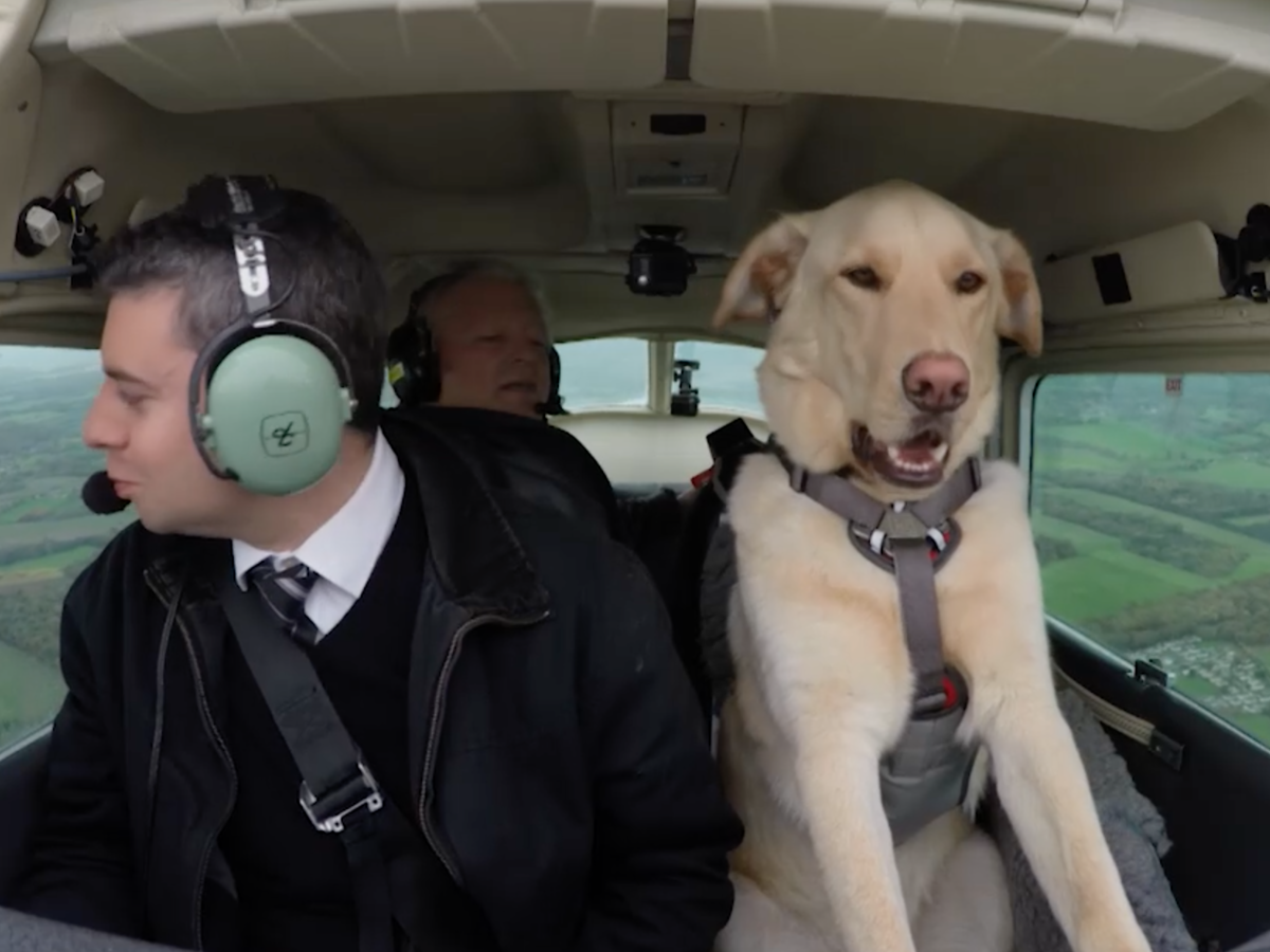Hold the phone this dog can fly a plane | Nova 969