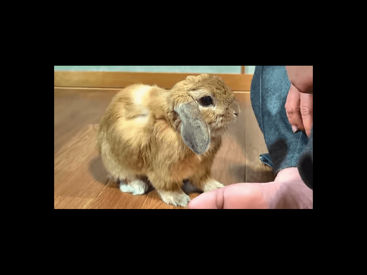 Bunny throws a tantrum when he isn't getting scratches Nova 969