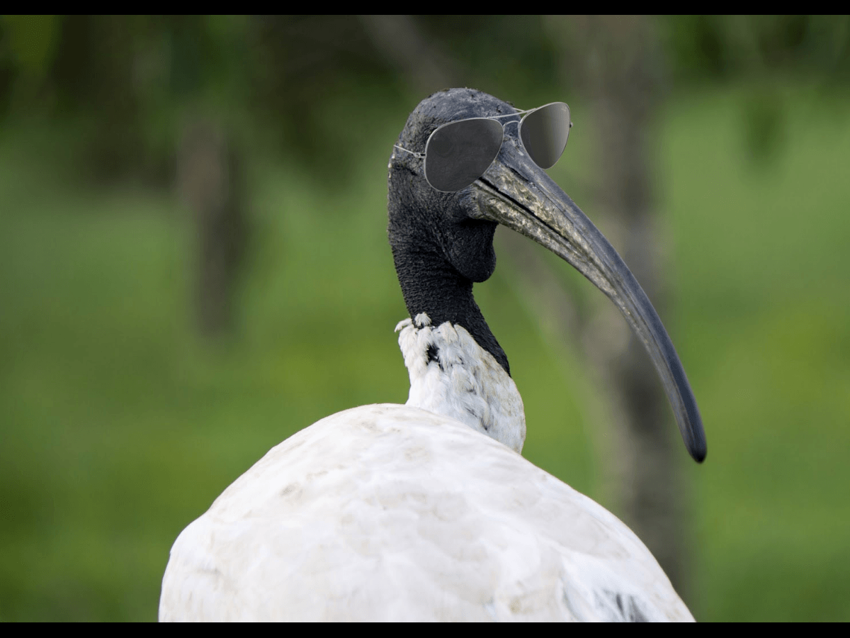 sydney_university_ibis_watch