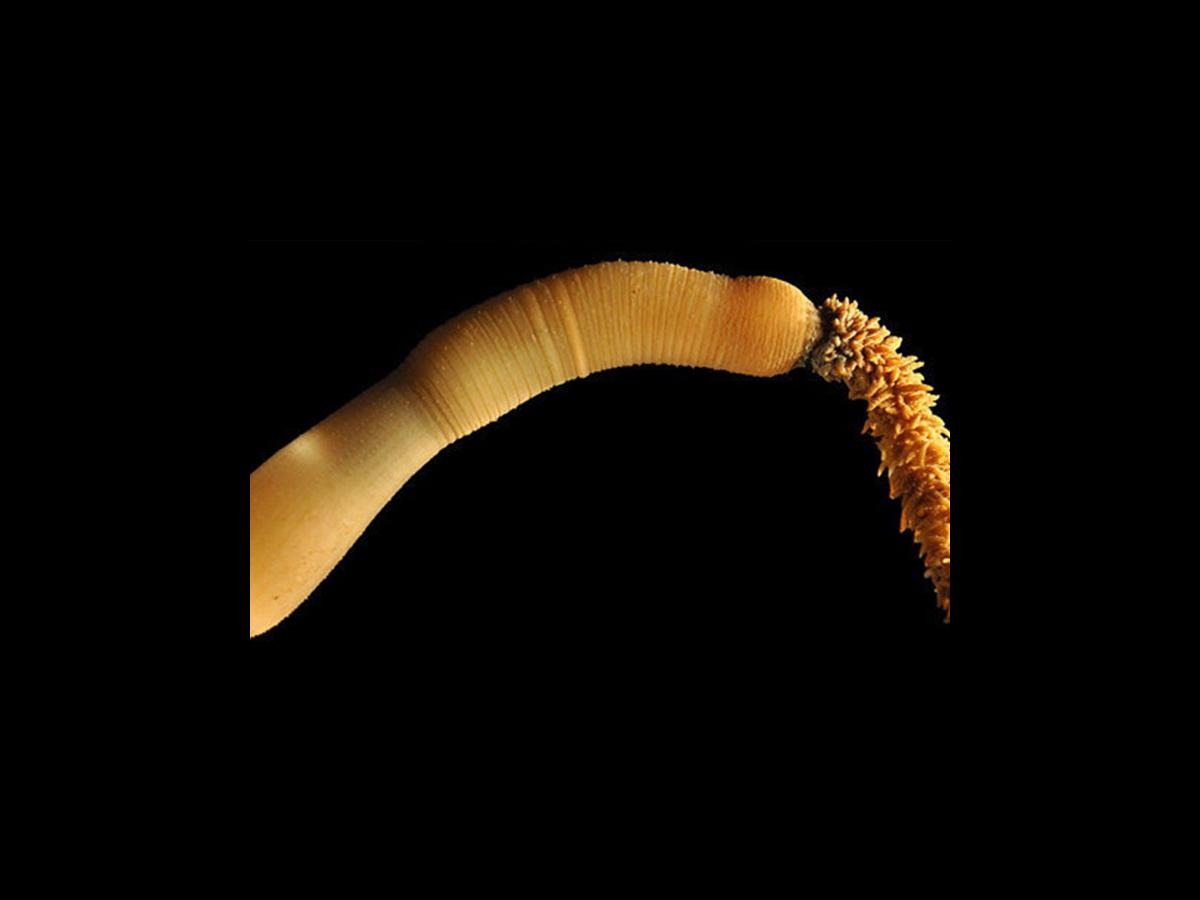 Terrifying New Species Of Worm Discovered Nova 969