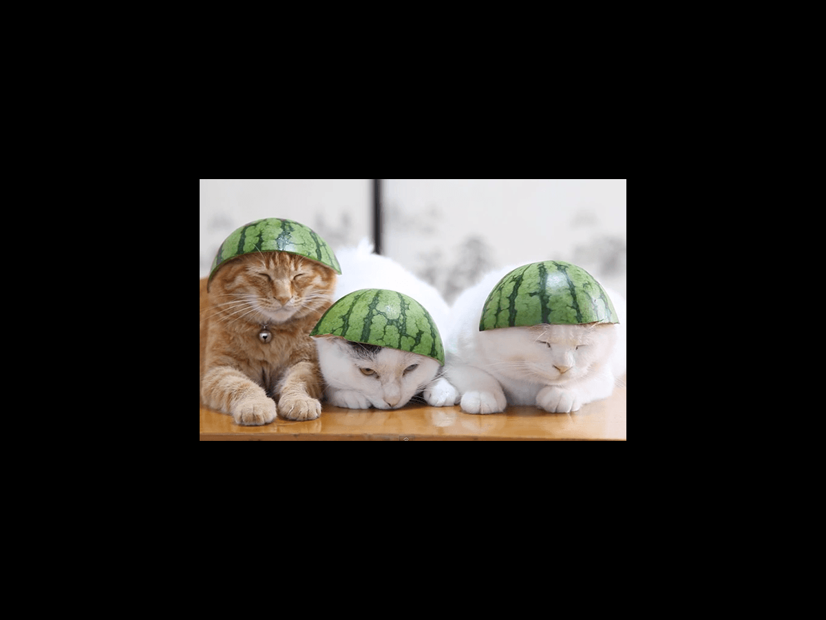 3 sleepy cats wearing watermelon hats NOVA FM