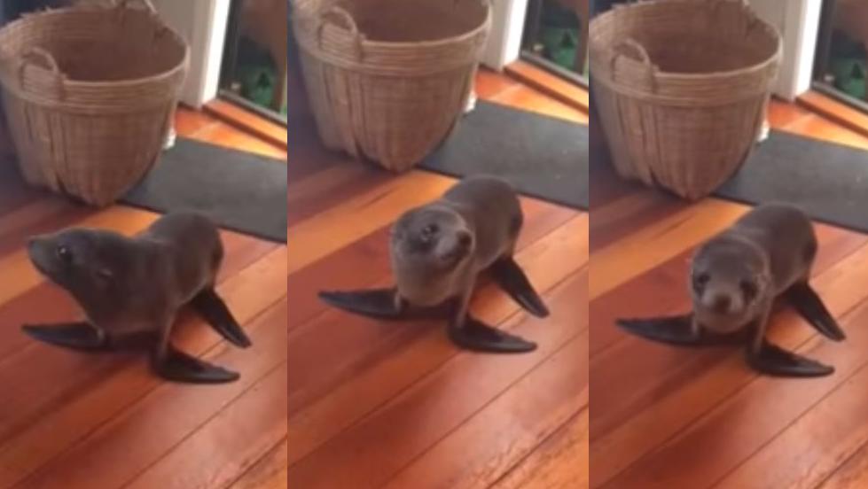Baby seal breaks into house in New Zealand Nova 969