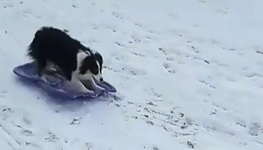The cannot handle this dog's sledding trick Star 104.5 FM Central Coast