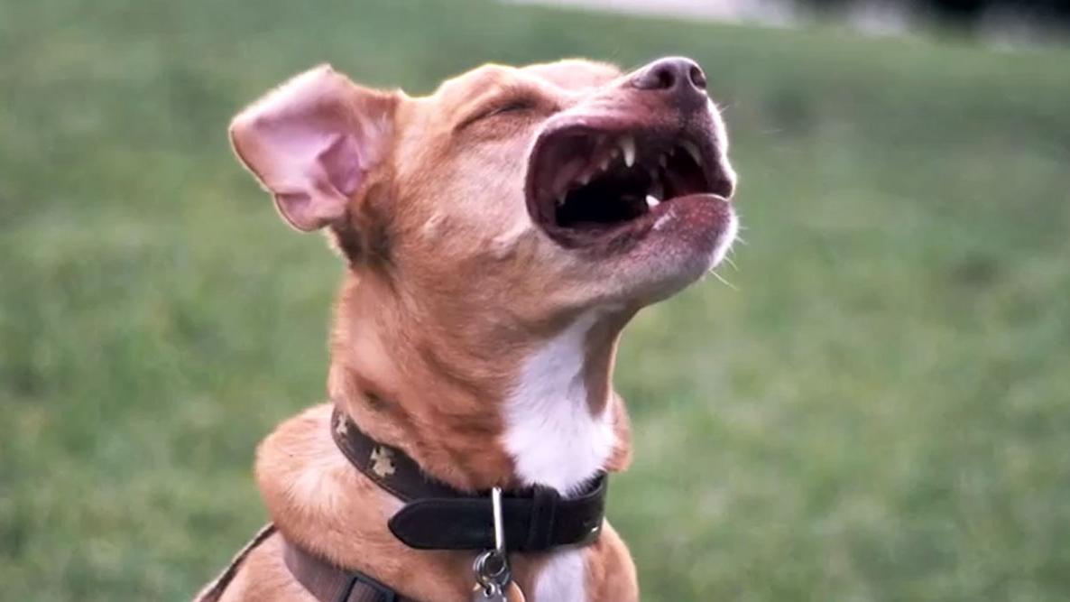 Dogs vs leaf blower The ultimate compilation NOVA FM