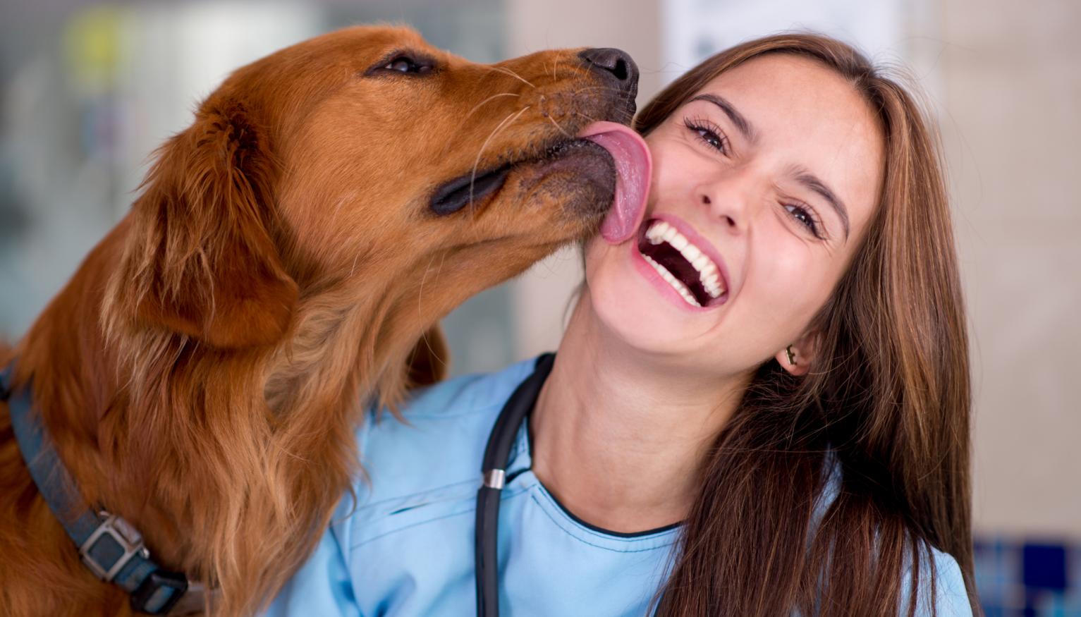 Dog S Obsessive Licking Front Paws Dog S Obsessive Licking Front Paws