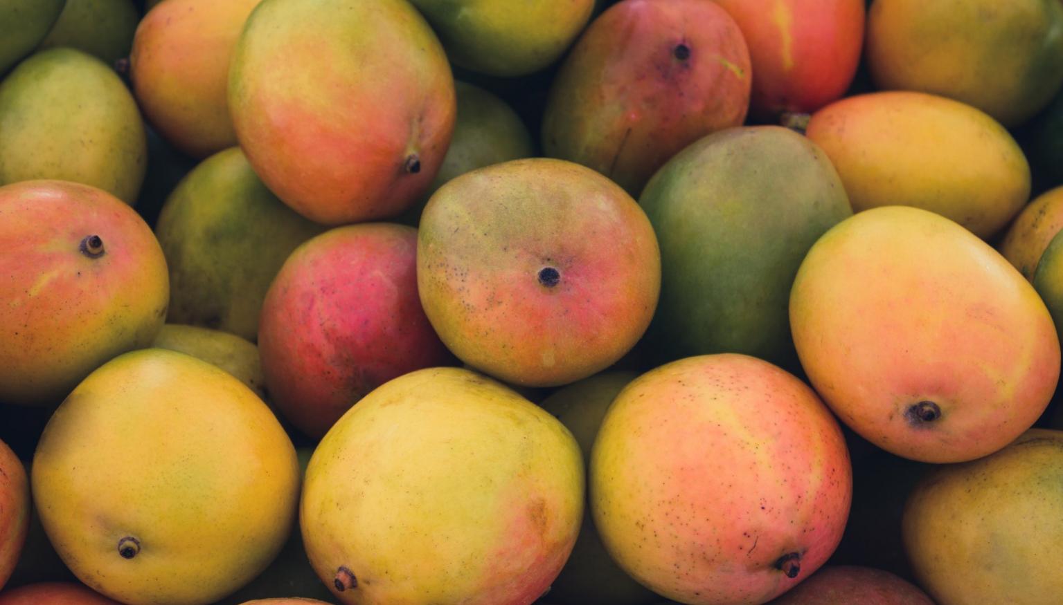 mangoes-recalled-after-fruit-fly-infestation-discovered-nova-969