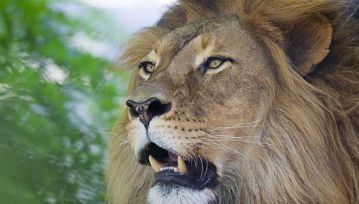 Monarto Zoo is about to get a scary new addition | FIVEaa