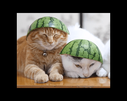 3 sleepy cats wearing watermelon hats nova fm