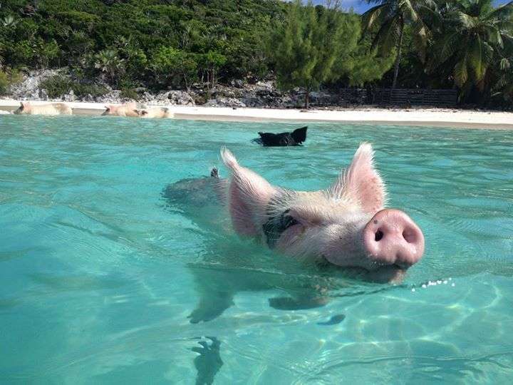 There’s an island where you can swim with wild pigs Nova 100