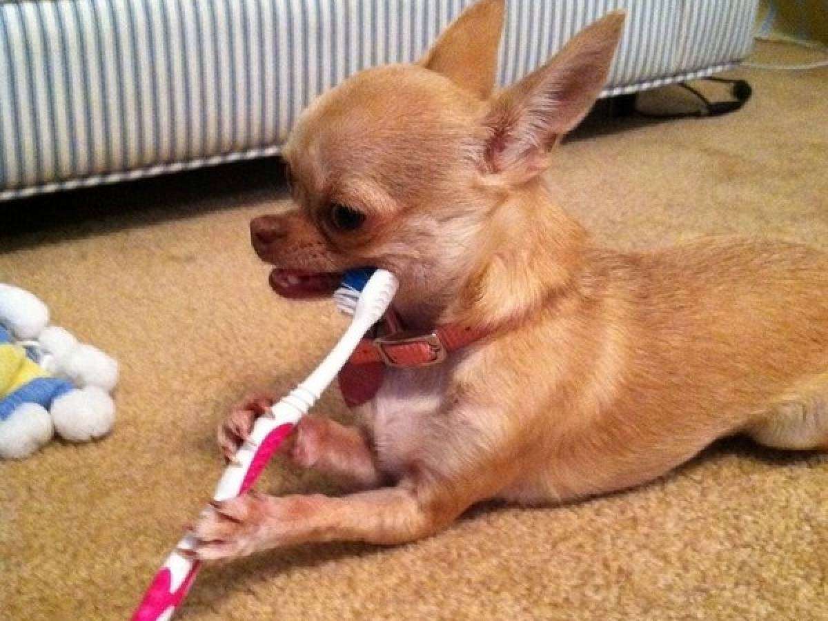 You've probably been brushing your teeth wrong Nova 969