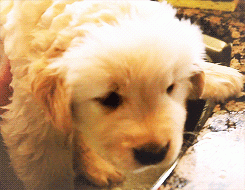 Dog Breed Selector Rspca Dog Breed Selector Rspca