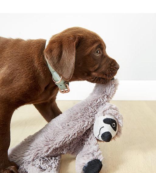 The new Kmart pets range is nothing short of ADORABLE Nova 969