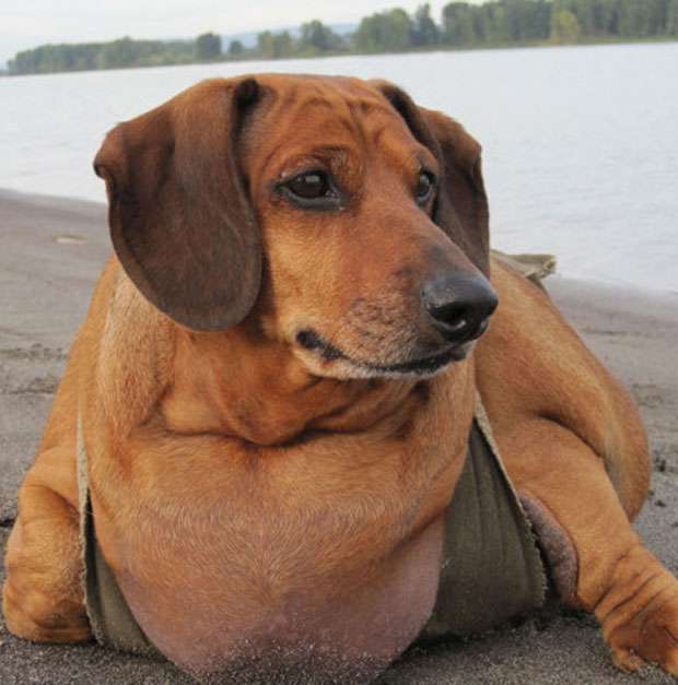 Obese Dachshund Loses 23kg And Poses For 'hot Dog' Calendar 