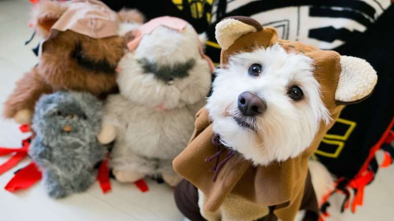 12 pets who dressed up like Star Wars characters | Nova 937