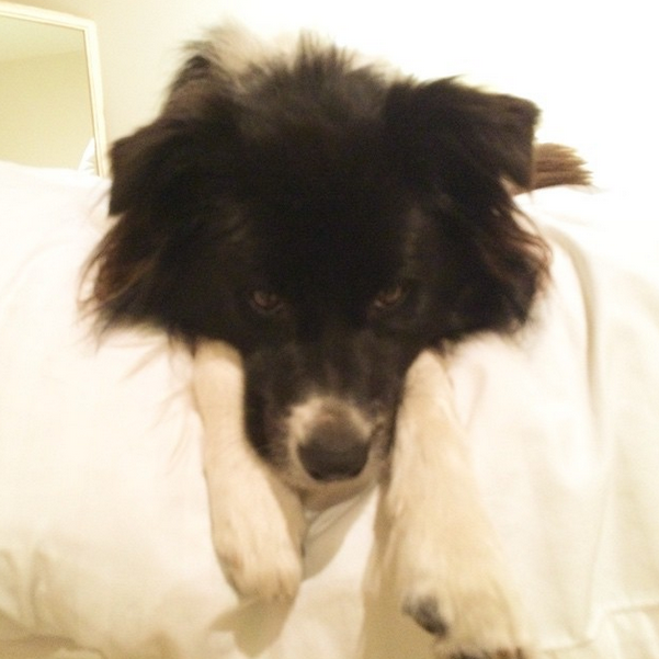 Give Dog Walnuts Give Dog Walnuts