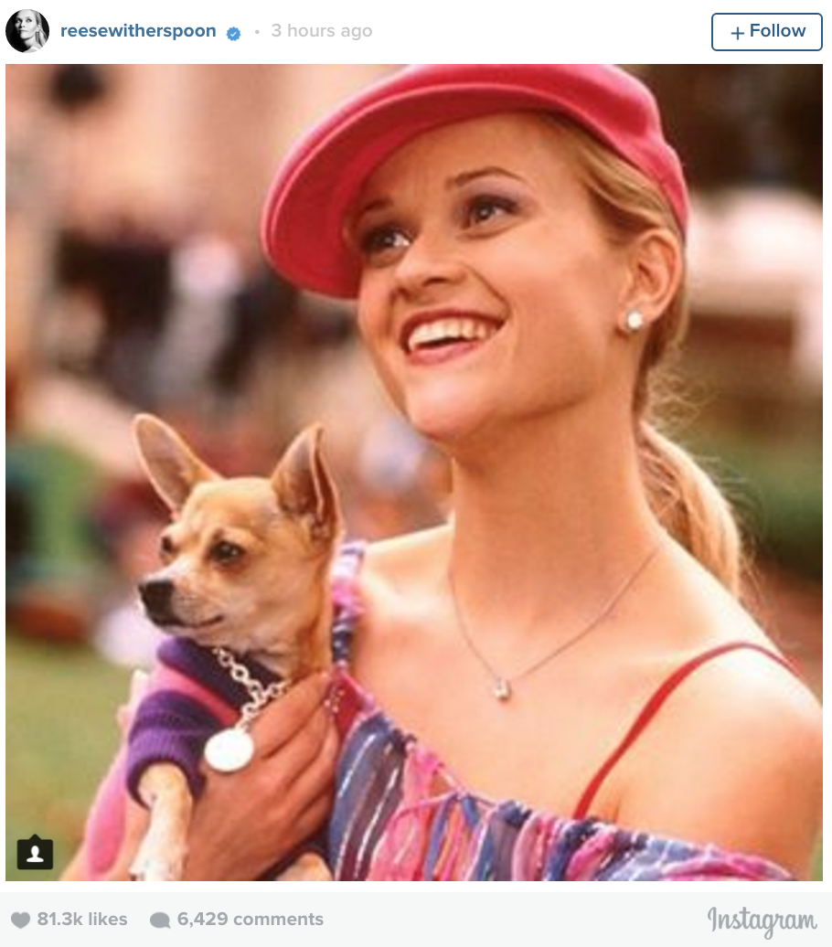 Bruiser From Legally Blonde Has Passed Away Nova 100 
